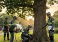 Tree Growth Regulator Treatments: Smarter Pruning Solutions