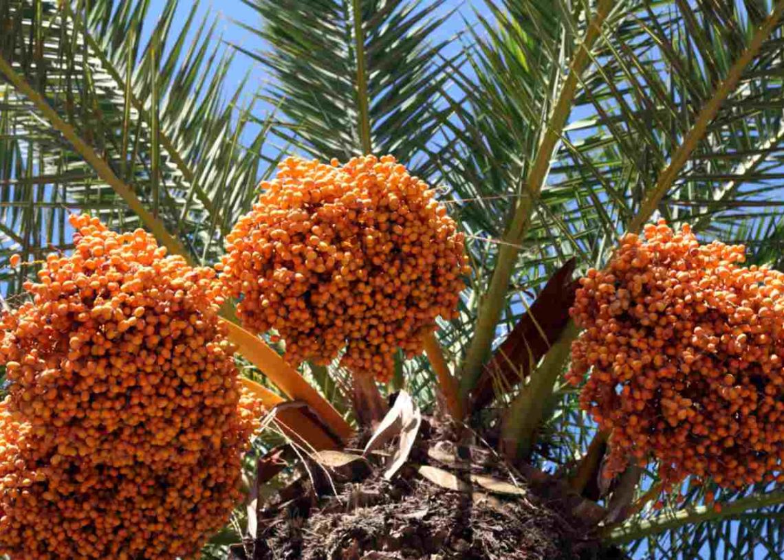 Date Palm Maintenance: A Practical Guide to Healthy Growth