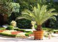 How Date Palms Bring Beauty and Functionality to Landscape Design