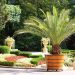 How Date Palms Bring Beauty and Functionality to Landscape Design