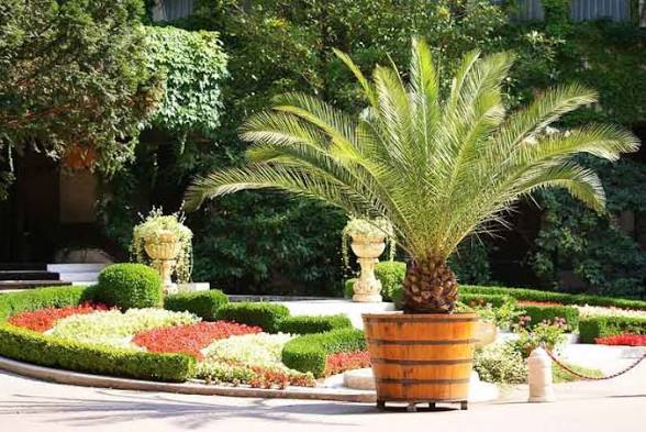 How Date Palms Bring Beauty and Functionality to Landscape Design